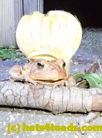 /home//u458753944/public_html/sourcegallery/////Roxborough Toad Detour/2020/2020-04-05/92585813_10222212433848724_3536681074610405376_o.jpg